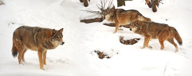 güzel vahşi gri kışın wolfs