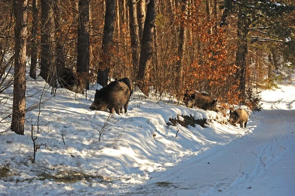 Stock image Wild boar