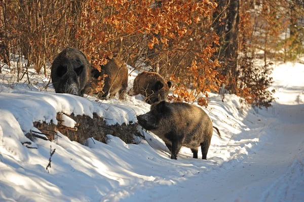 Stock image Wild boar