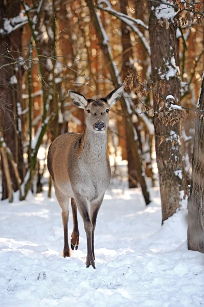 Deer among trees — Stock Photo, Image