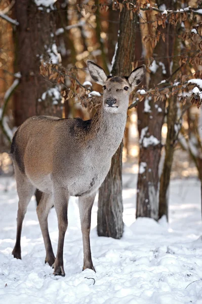 Deer among trees — Stock Photo, Image