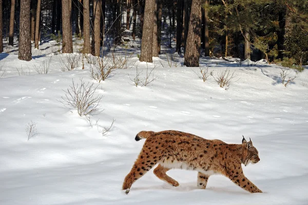 Beau lynx sauvage en hiver — Photo