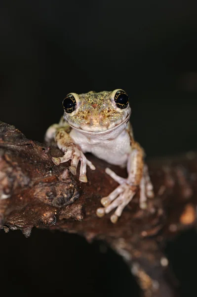 stock image Frog with large eyes