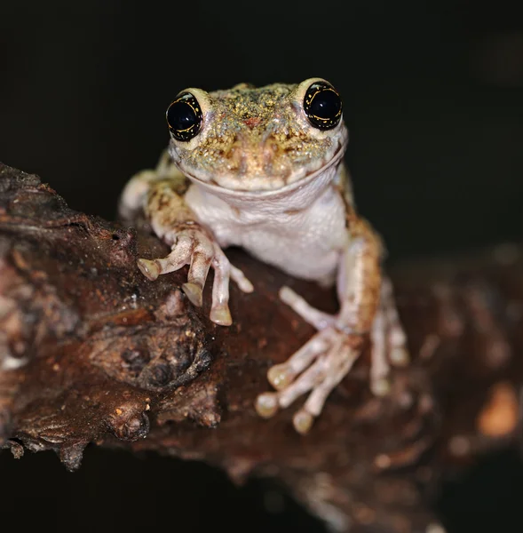 stock image Frog with large eyes