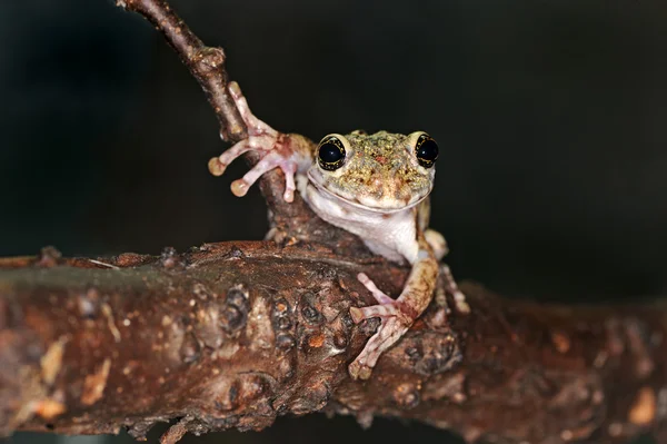 大眼睛的青蛙 — 图库照片