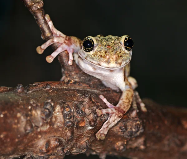 stock image Frog with large eyes