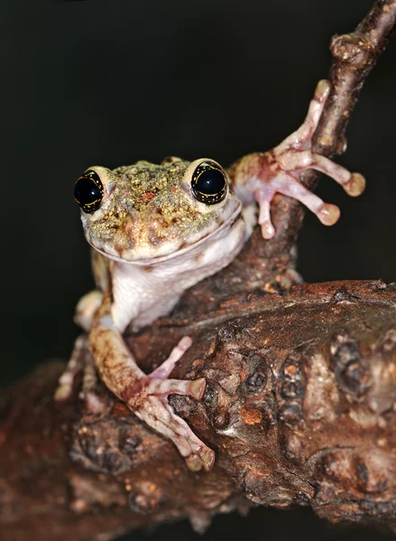 Žába s velkýma očima — Stock fotografie