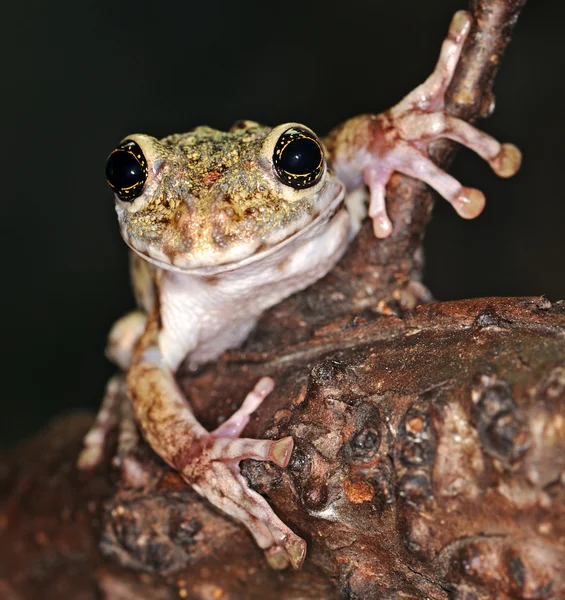 stock image Frog with large eyes