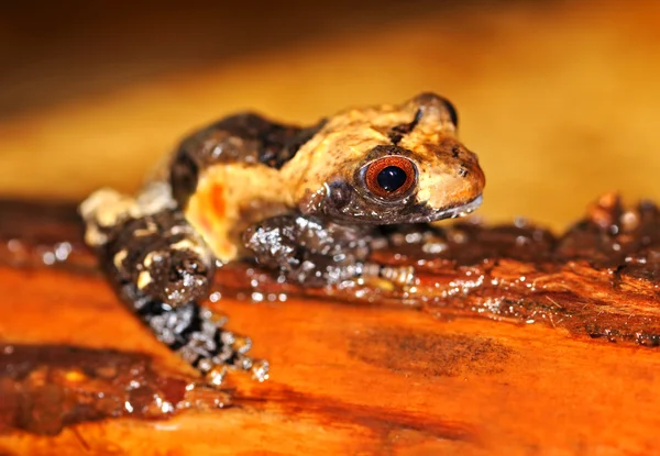 Frog with large eyes — Stock Photo, Image