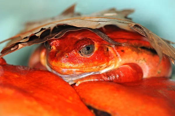 큰 눈을 가진 개구리 — 스톡 사진