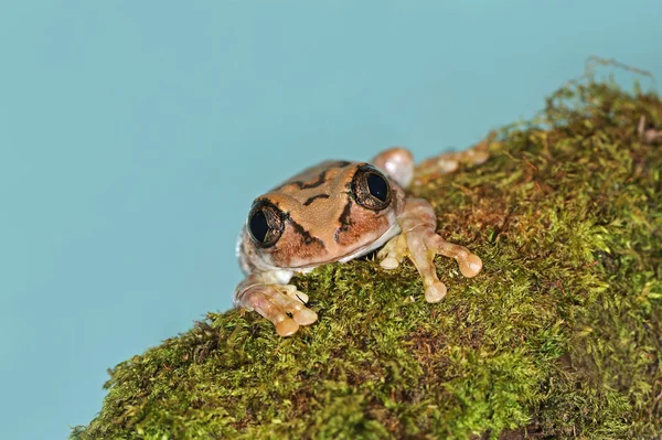 Βάτραχος με μεγάλα μάτια — Φωτογραφία Αρχείου