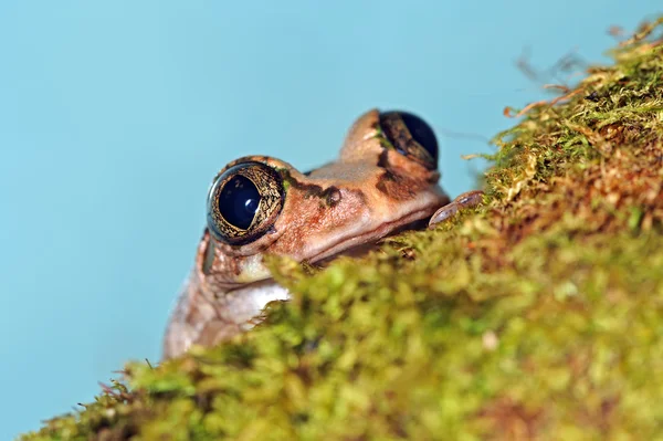 大きな目とカエル — ストック写真