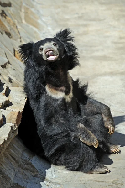 느림보 곰 — 스톡 사진