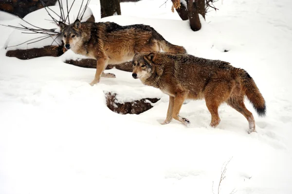 Mooie wild grijs wolfs in de winter — Stockfoto