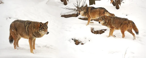 Belos lobos cinzentos selvagens no inverno — Fotografia de Stock