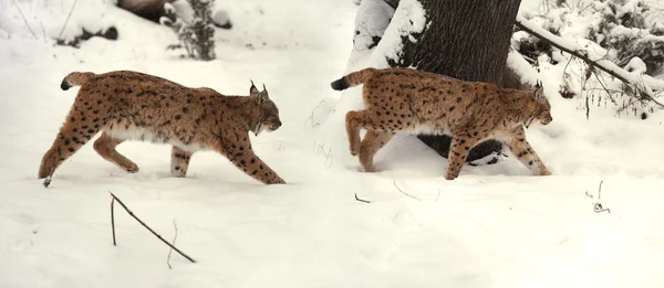 Krásné divoké lynx v zimě — Stock fotografie