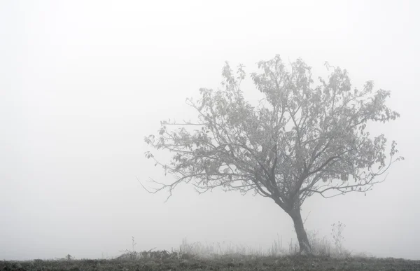 Одинокое дерево в тумане — стоковое фото
