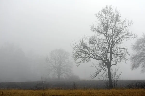 Árvore solitária no nevoeiro — Fotografia de Stock