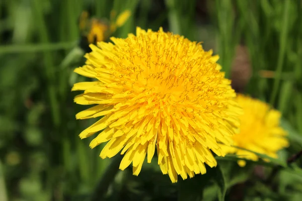 Stock image Dandelion flower.