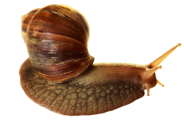 stock image Snail.