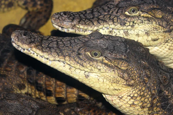 stock image Two Nile crocodile.