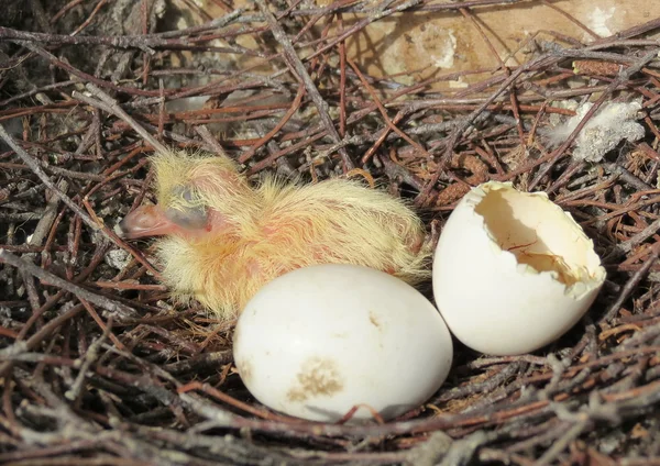 stock image Dove nest