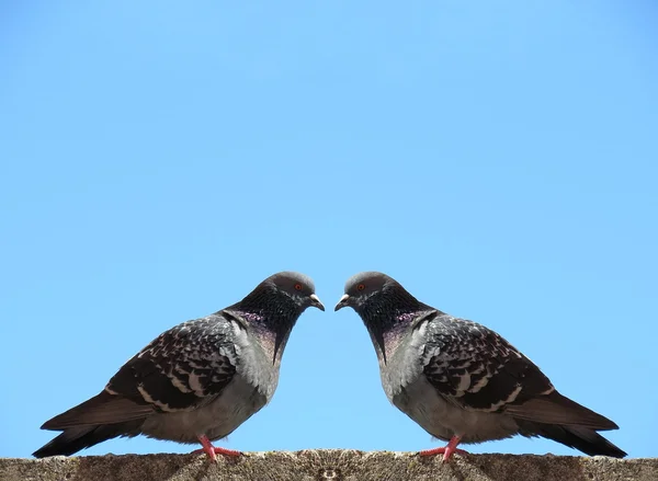 两只鸽子 — 图库照片