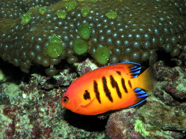Pesce arancione — Foto Stock