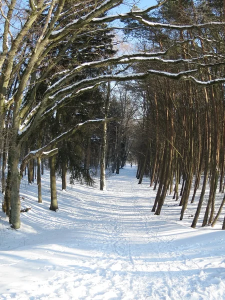 Зимний путь — стоковое фото