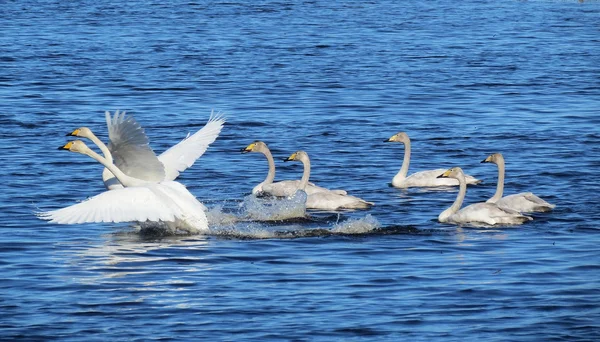 Swan in spring — Stock Photo, Image