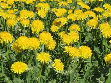 Sowthistle field clipart
