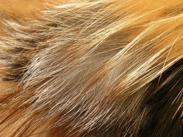 キツネの毛皮 — ストック写真