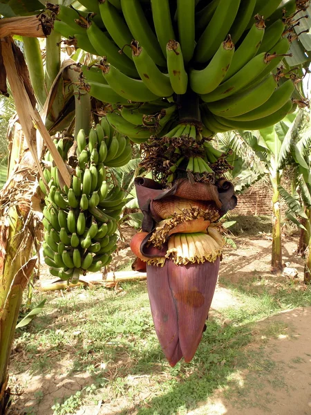 View of banana — Stock Photo, Image