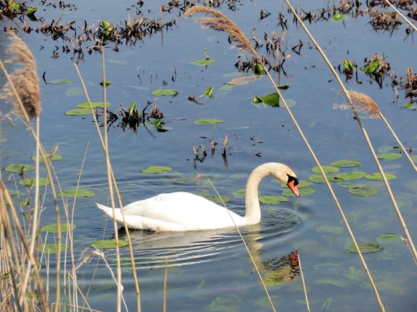 Swan n lake — Stock Photo, Image