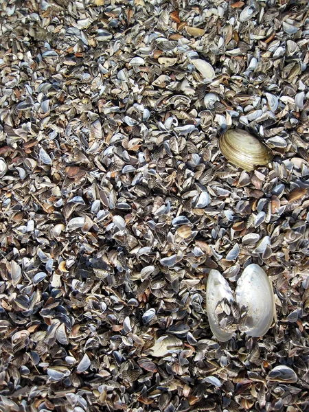 Shells pattern — Stock Photo, Image