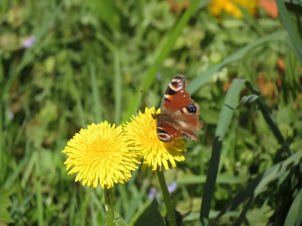 Mariposa roja sobre el cardo cerval — Foto de Stock
