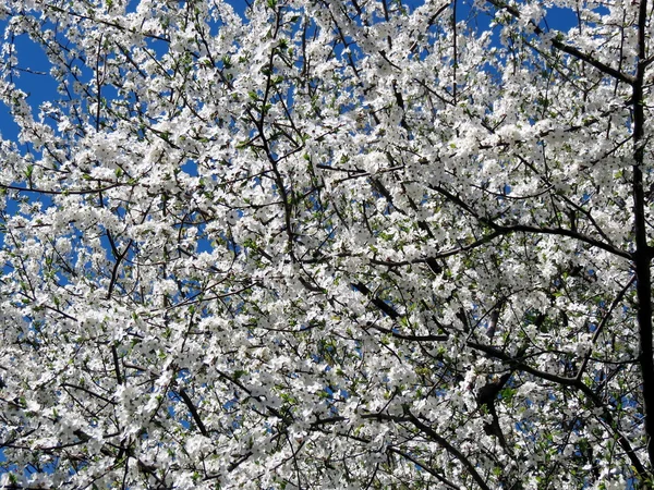 Árvore de ameixa florescente — Fotografia de Stock