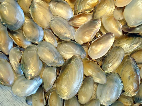 Shells pattern — Stock Photo, Image