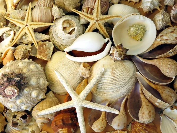 Various shells — Stock Photo, Image