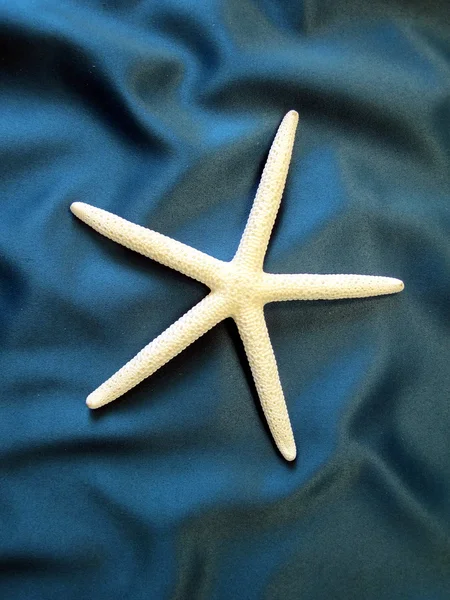 Estrella de mar — Foto de Stock