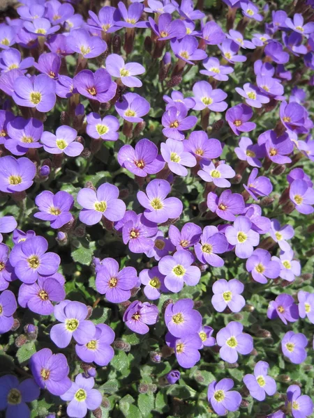Violet flowers — Stock Photo, Image