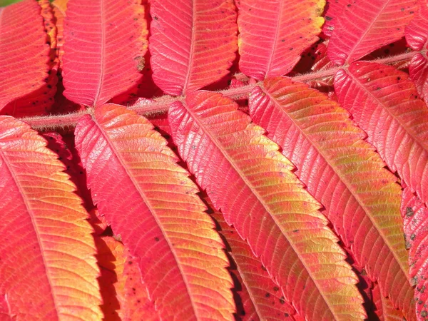 붉은 가을 잎 — 스톡 사진