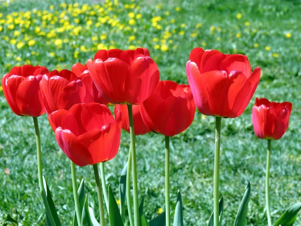 stock image Red tulips