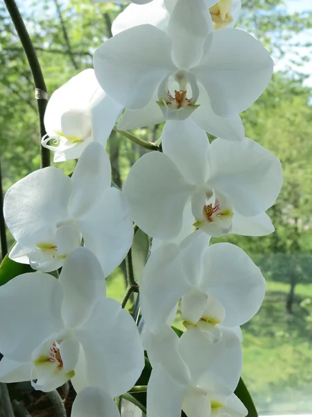 Fehér orchidea — Stock Fotó