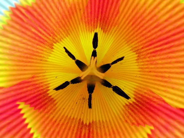 郁金香花卉抽象 — 图库照片