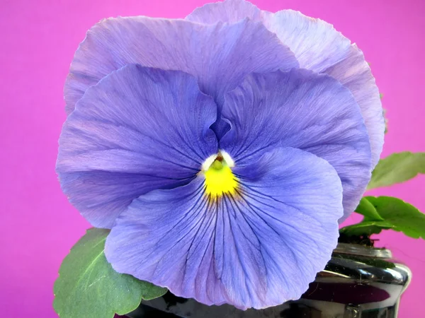 Blauwe viooltje — Stockfoto
