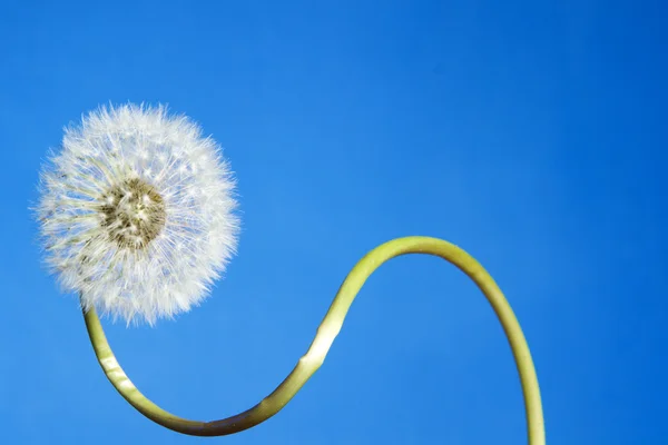 Closeup of one dandelion on blue sky background. — Stock Photo, Image