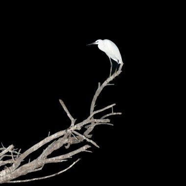 Single heron on a branch at night clipart