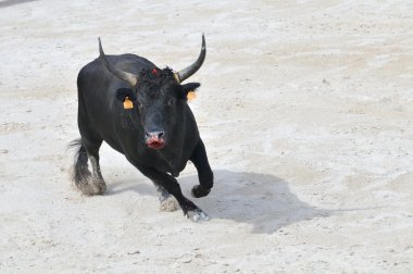 Black bull with bleeding muzzle preparing to charge clipart