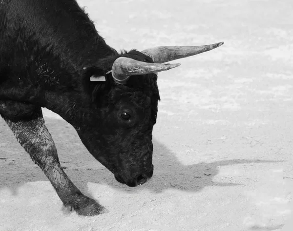 Ritratto di un giovane toro nero in procinto di caricare, in bianco e nero — Foto Stock